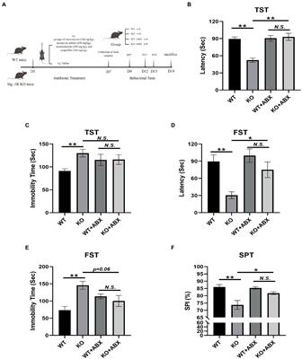 Gut microbiota from sigma-1 receptor knockout mice induces depression-like behaviors and modulates the cAMP/CREB/BDNF signaling pathway